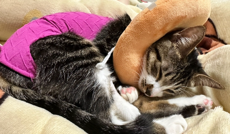 母貓結紮風險 母貓結紮風險