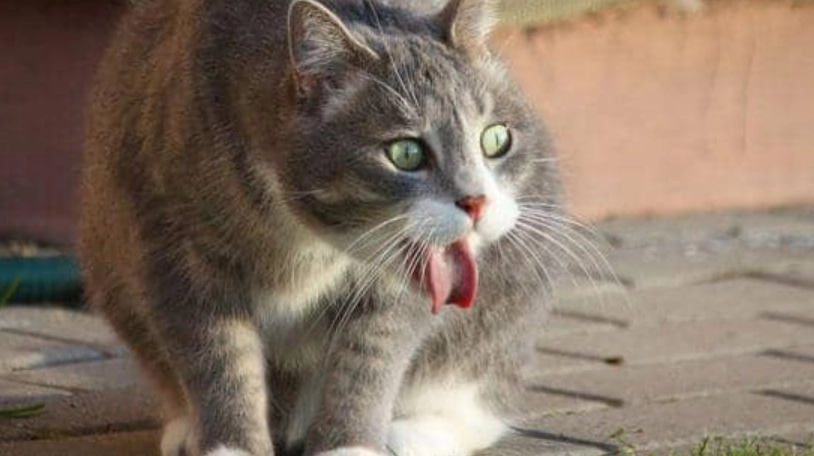 貓咪嘔吐後進食