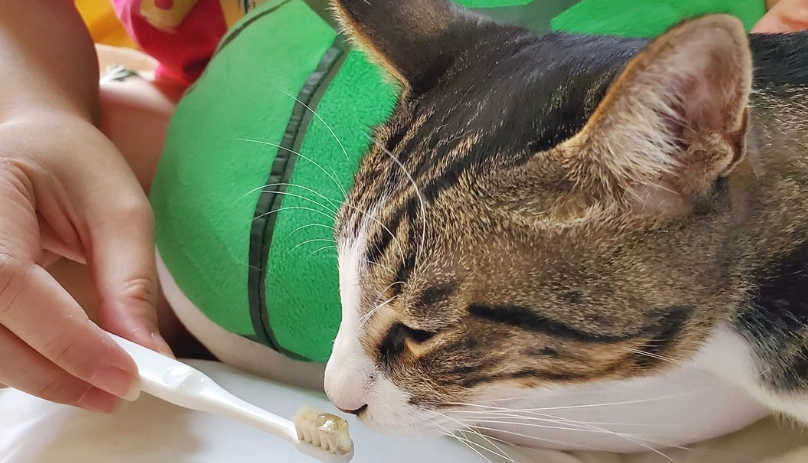 貓咪刷牙