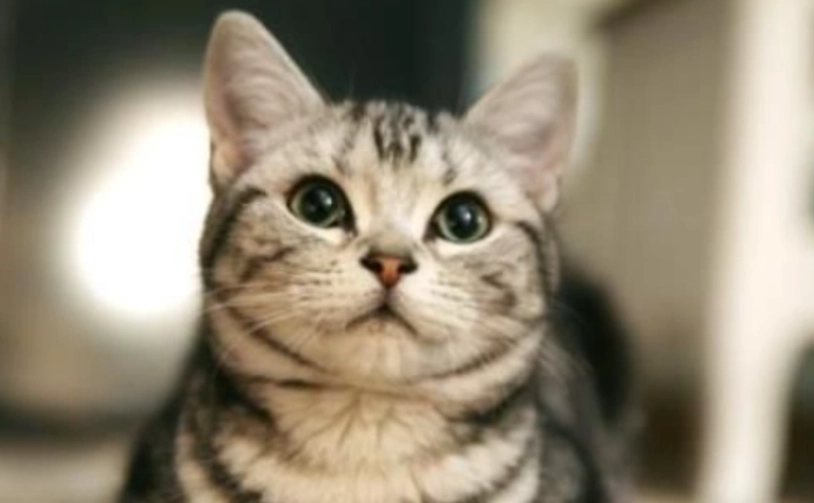 貓行為訓練 貓行為訓練