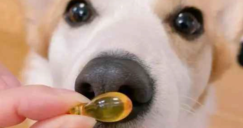 小型犬 魚油 劑量 小型犬 魚油 劑量