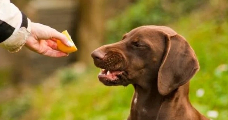 柚子對狗有害嗎 柚子對狗有害嗎