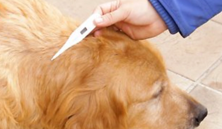 狗狗體溫測量