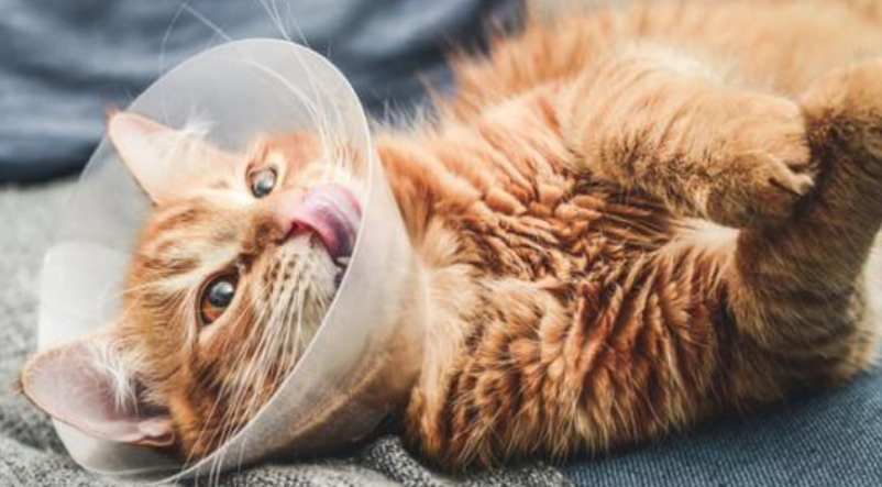 母貓結紮風險 母貓結紮風險