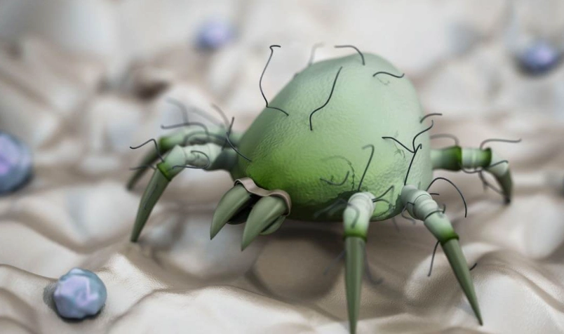 天然驅疥蟲方法 天然驅疥蟲方法