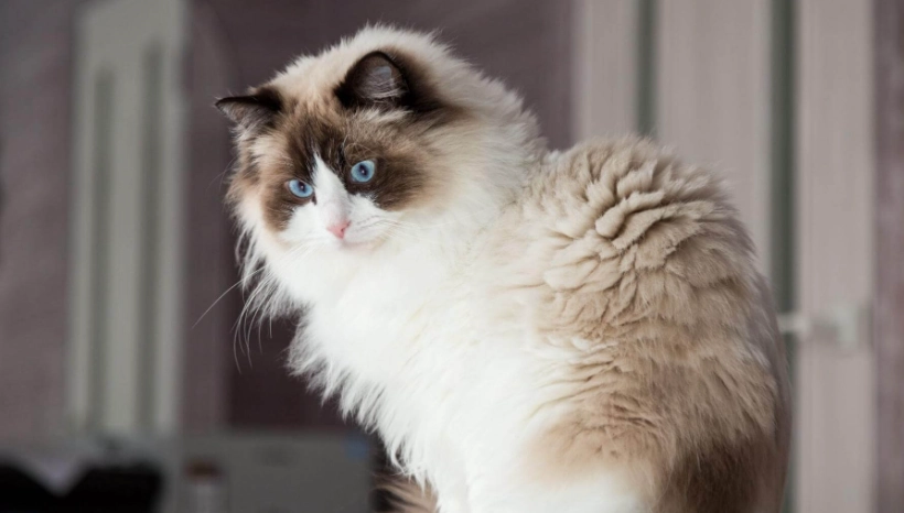 布偶貓顏色發展