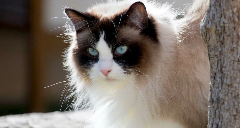 布偶貓顏色發展