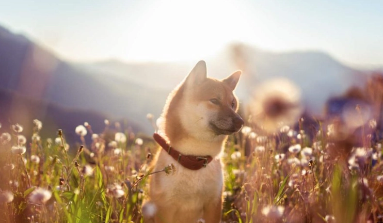 寵物喪禮注意事項