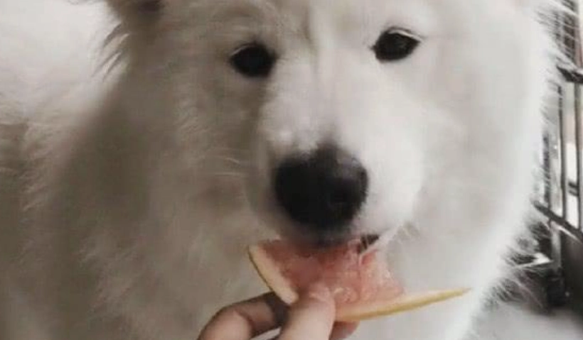 狗水果安全 狗水果安全