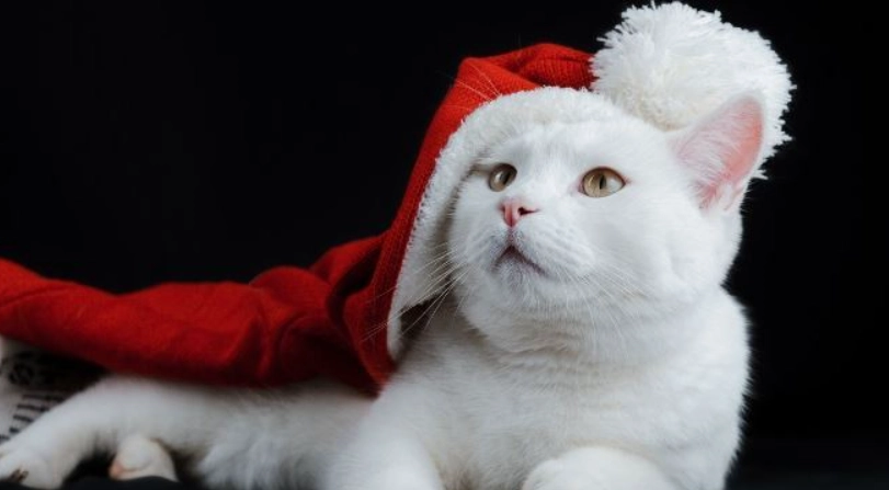 貓行為訓練 貓行為訓練