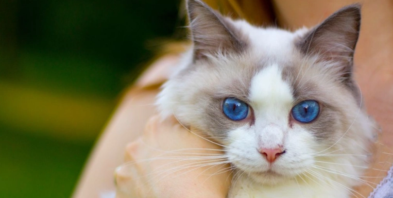 布偶貓毛色護理