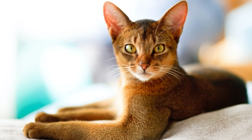 貓智商測試 貓智商測試