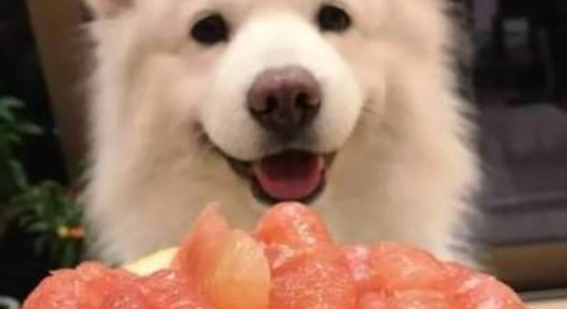 狗吃柚子 狗吃柚子