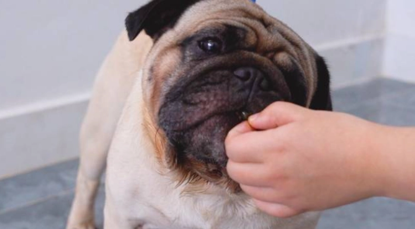 狗狗 魚油 怎麼吃 狗狗 魚油 怎麼吃