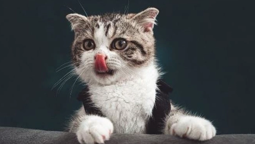 貓智商測試 貓智商測試