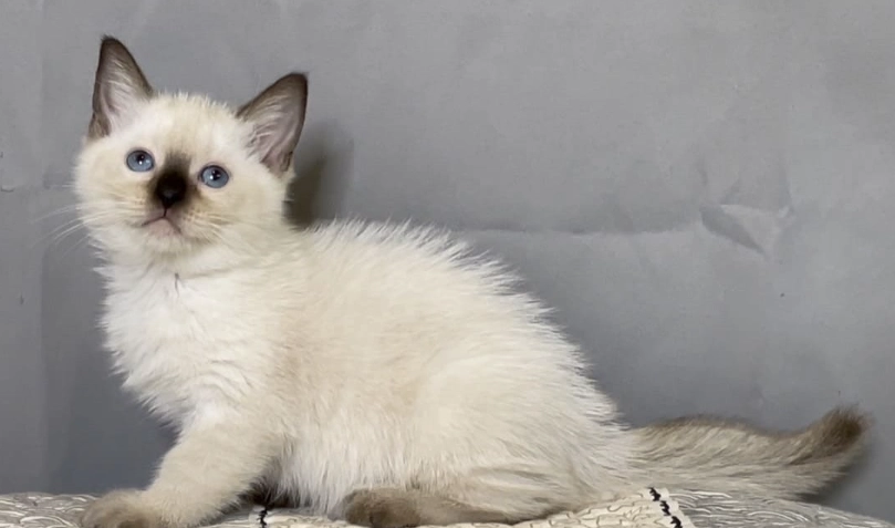 重點色布偶貓 重點色布偶貓