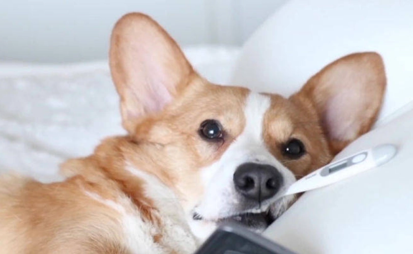 量狗狗體溫方法