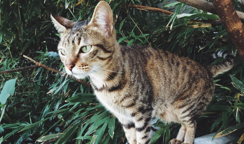 公貓結紮傷口護理