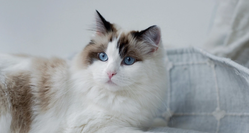 布偶貓顏色發展