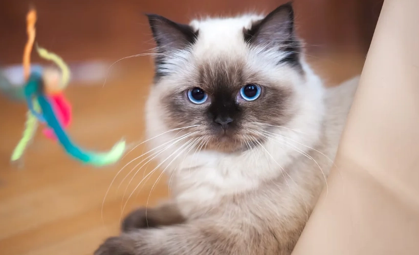 重點色布偶貓 重點色布偶貓