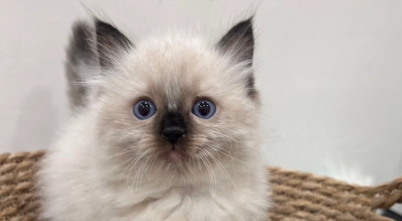 布偶貓顏色護理 布偶貓顏色護理