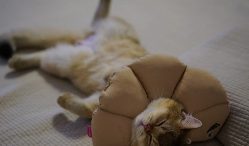 母貓結紮風險 母貓結紮風險