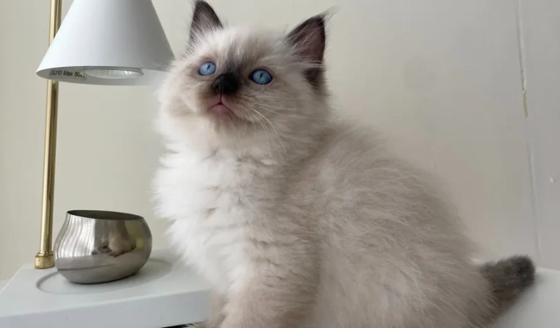 布偶貓顏色護理 布偶貓顏色護理