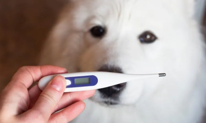 狗狗體溫測量