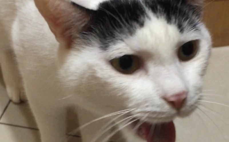 貓咪嘔吐後進食