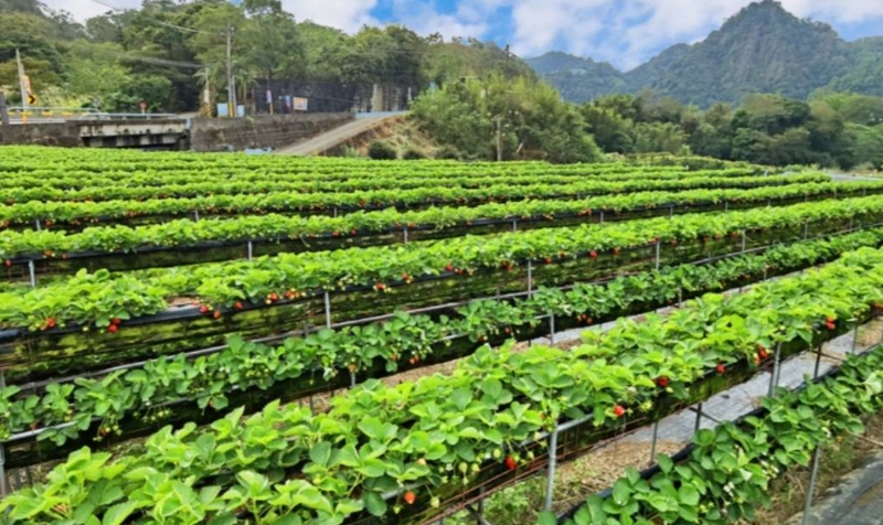 大湖酒莊推薦 大湖酒莊推薦