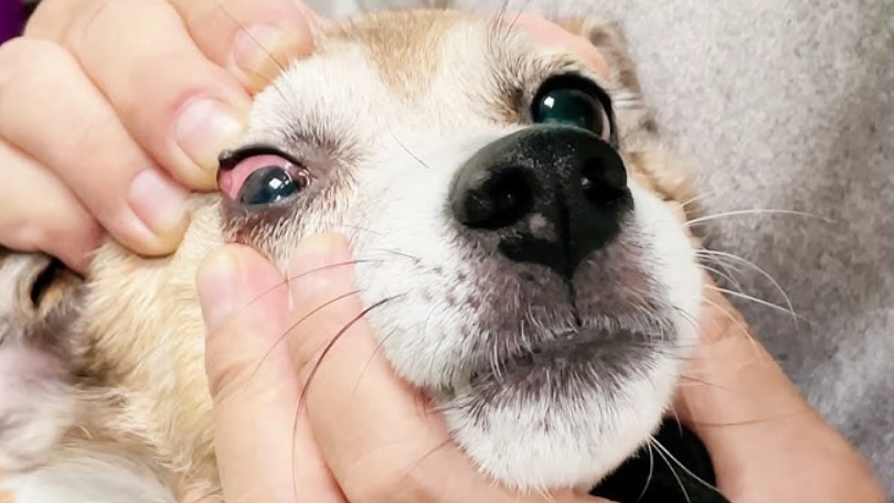 結膜炎會自己好嗎