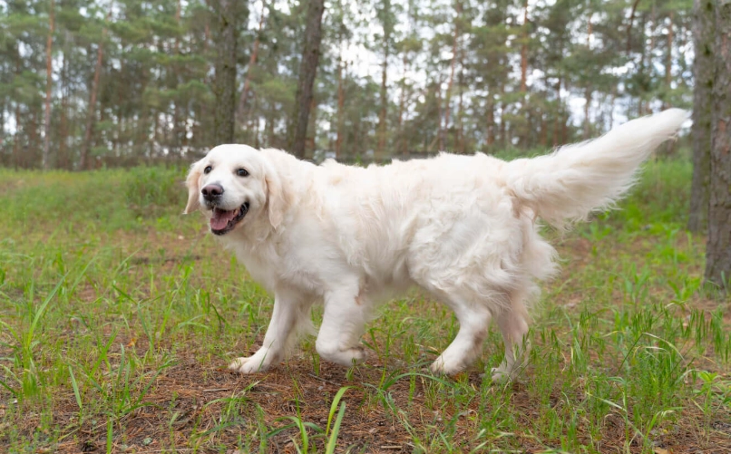 黃金獵犬飼養費用