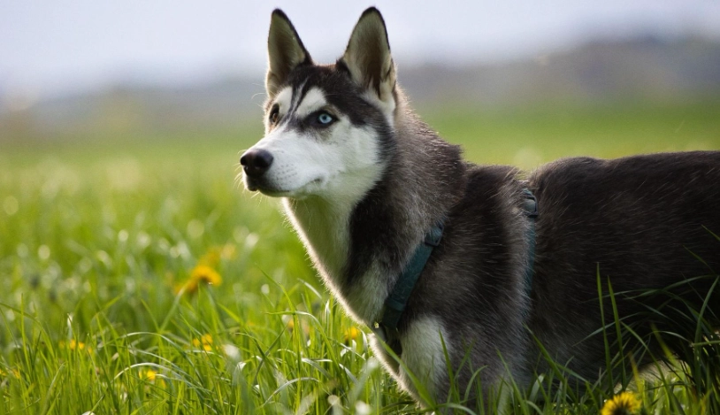 延長哈士奇壽命