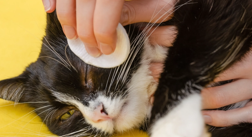 貓咪流口水原因