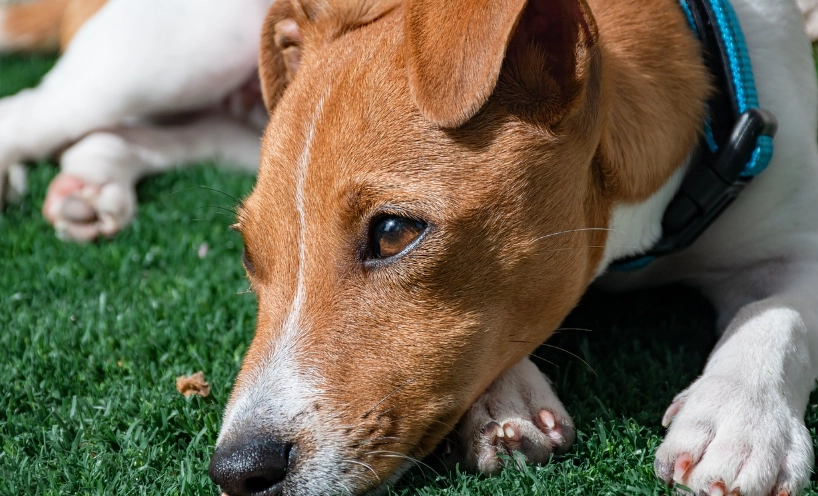 胰臟炎復發預防