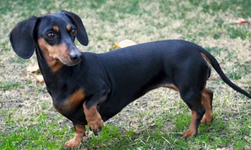 臘腸狗常見疾病