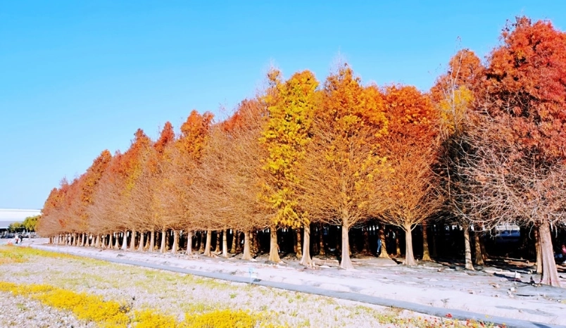六甲落羽松景點