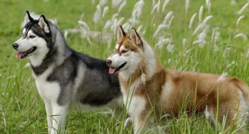 延長哈士奇壽命