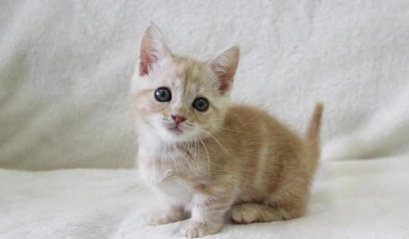 短腿貓疾病 短腿貓疾病