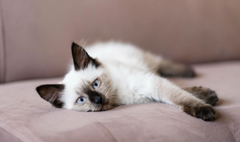 暹羅貓聰明程度