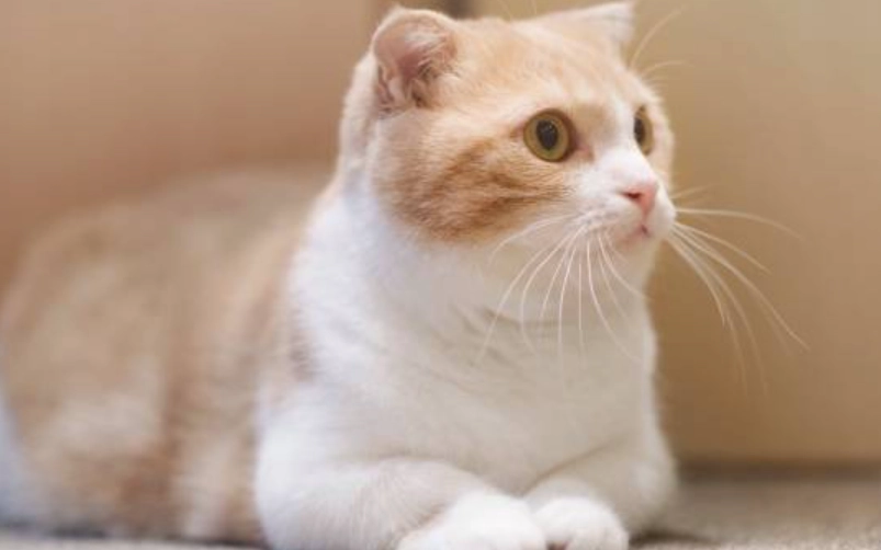 曼赤肯貓照顧 曼赤肯貓照顧