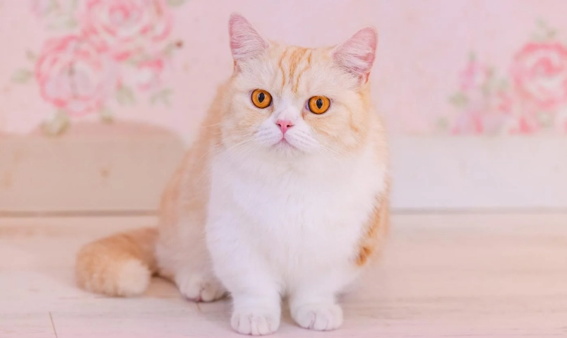 曼赤肯貓遺傳病 曼赤肯貓遺傳病