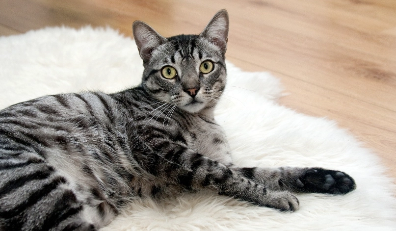 貓腎衰竭第三期