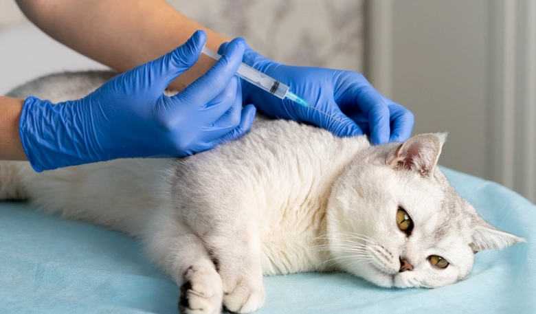 貓咪疫苗反應