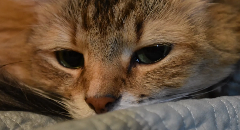 貓咪流口水原因