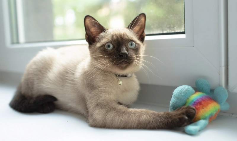 暹羅貓聰明程度