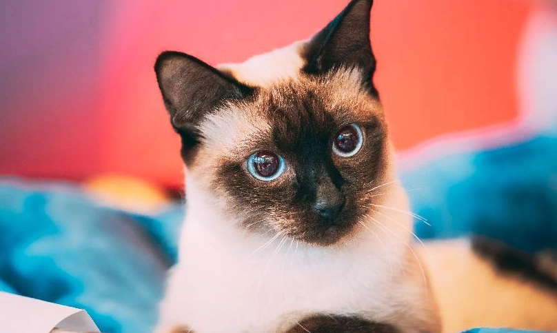 暹羅貓聰明程度