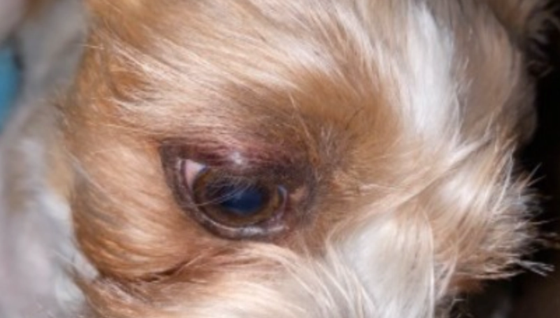 寵物眼睛護理