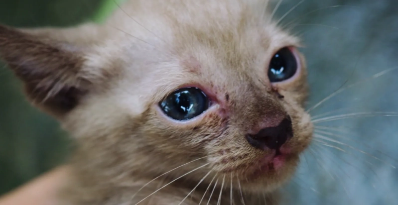 貓咪流眼淚治療