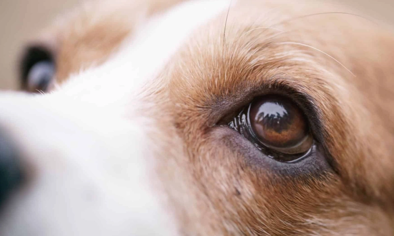 狗狗眼睛紅腫